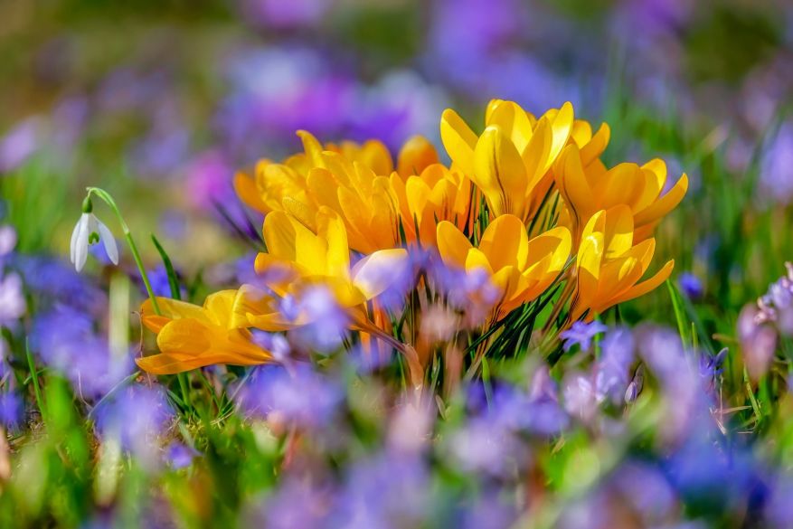 Krokusse, Foto: Pixabay